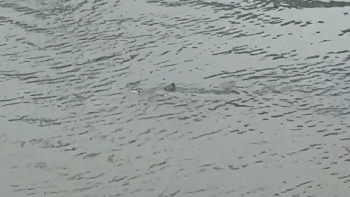 'Is that a shark?' Shark spotted swimming through nor'easter-flooded street