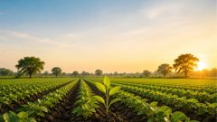 Bank Alfalah and SAWiE Ecosystems Host Roadshow on Climate-Smart Agriculture