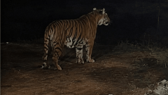 Bengal Tiger Spotted in Islamabad’s Famous Housing Society