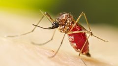 Health Authorities Intensify Measures as Chikungunya Outbreak Spreads