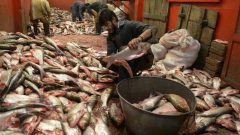 Pakistan Sets New Fish Exports Record of $0.57 Billion