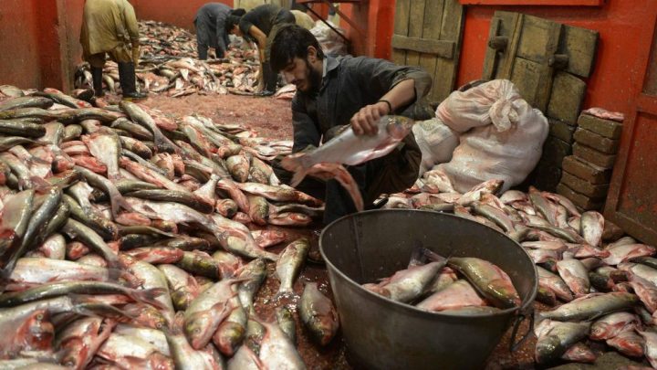 Pakistan Sets New Fish Exports Record of $0.57 Billion