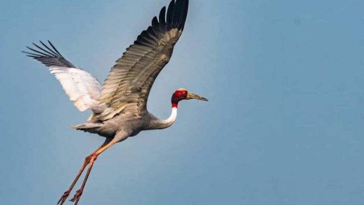 KP Announces New Rules for Crane Capture Season
