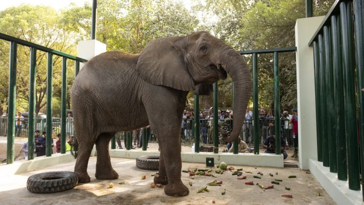 Karachi Safari Park Elephant Madhubala Faces Serious Health Emergency