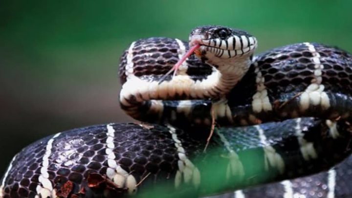 Over 1,000 Snake Bite Cases Reported in Punjab This Year