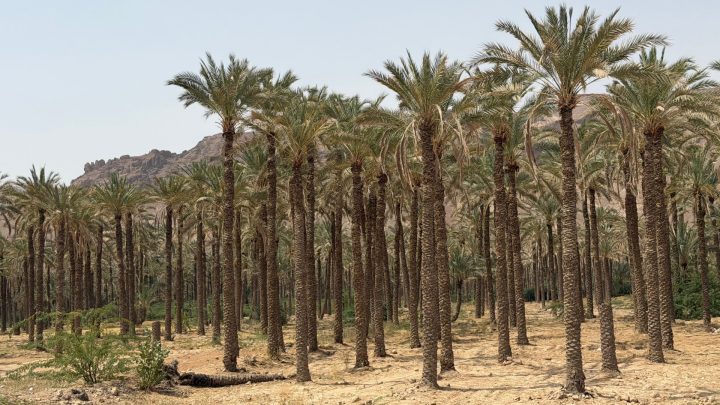 In Yemen, dates provide lifeline for farmers with few economic options