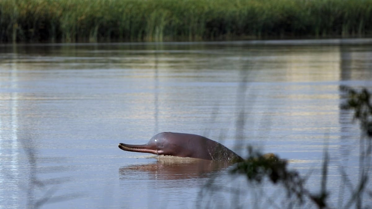 Rare Indus Blind Dolphin Found Dead in Dera Ghazi Khan