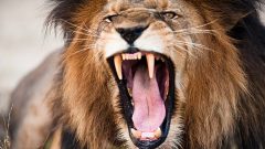 Businessman’s Lion Injures 17-Year-Old Boy in Punjab