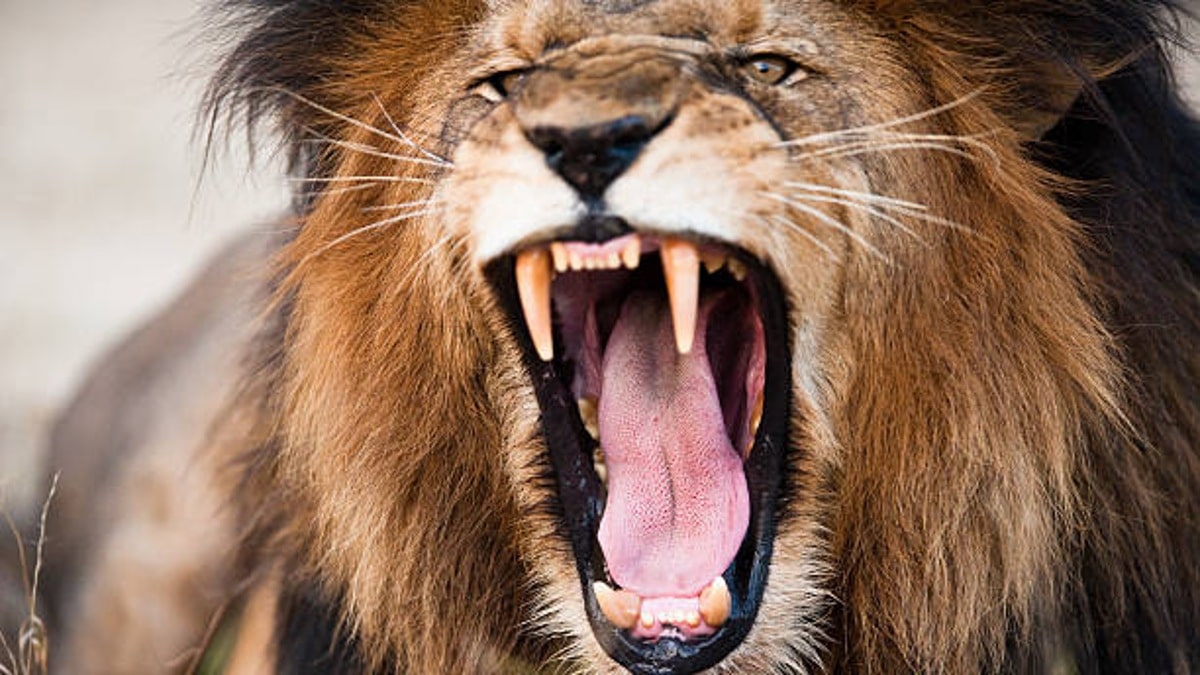 Businessman’s Lion Injures 17-Year-Old Boy in Punjab