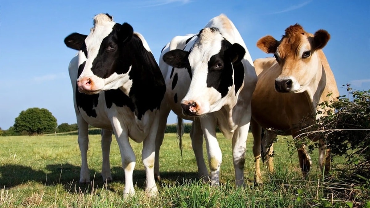 Livestock Fall Ill After Vaccination in Punjab