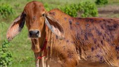 Sindh Issues Alert After Punjab Sends Animals Infected With Lumpy Skin Disease