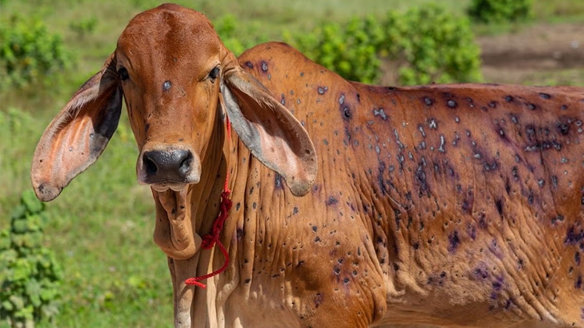 Sindh Issues Alert After Punjab Sends Animals Infected With Lumpy Skin Disease