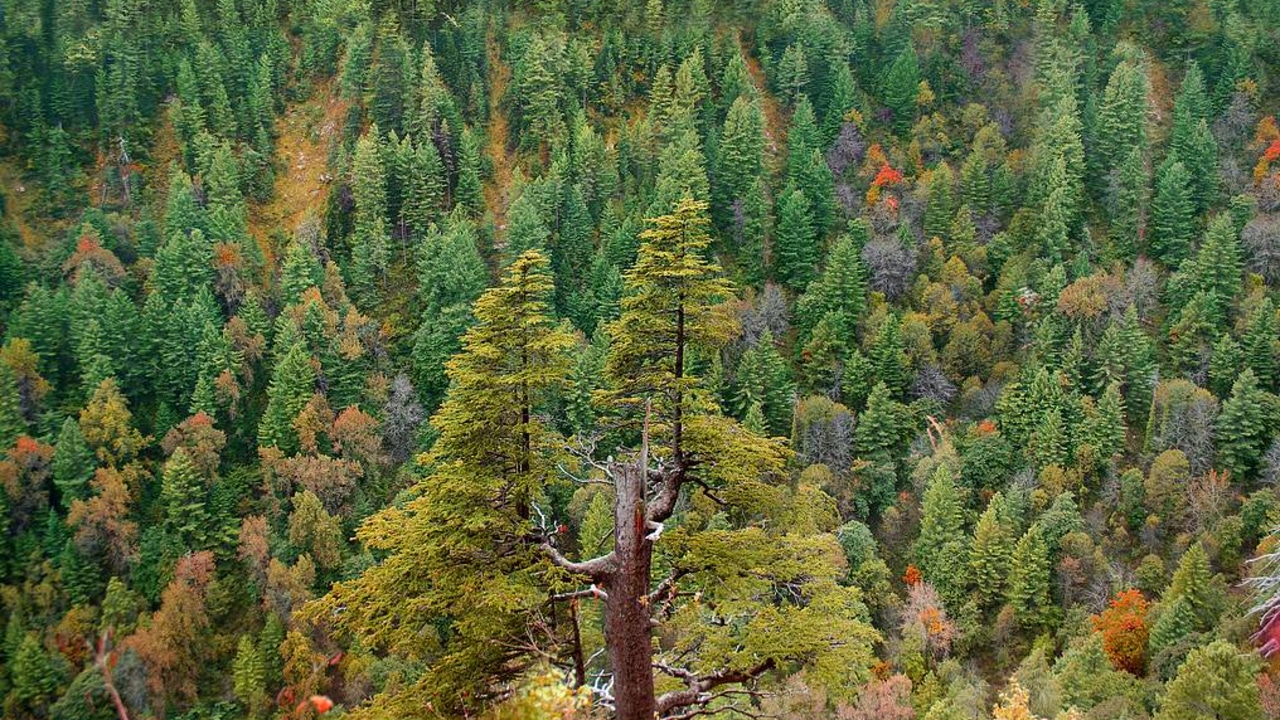 Punjab Forest Department Reclaims Rs. 9 Billion Worth of Forest Land