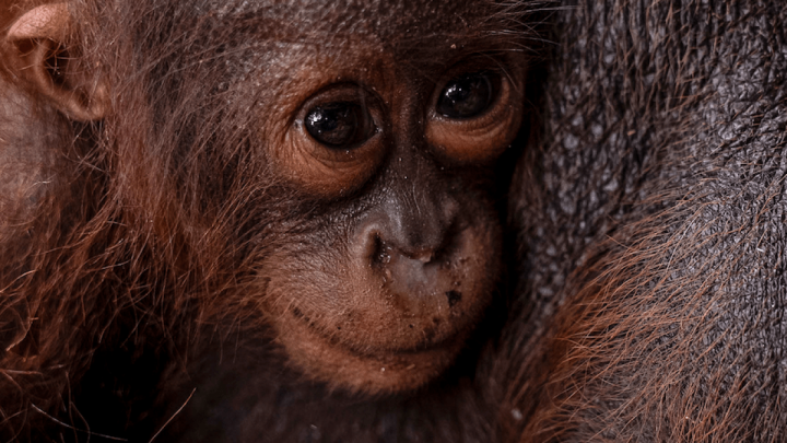 Orangutan mother and infant rescued from wildfire-hit forest in Indonesia