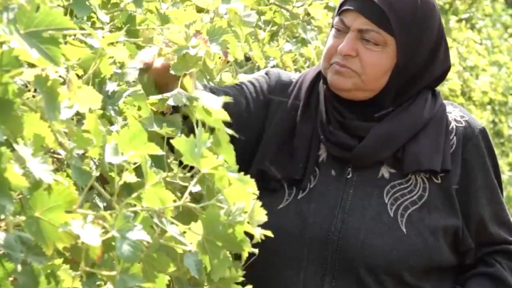 Palestinian farmers battle settler sabotage to save Hebron crops, livestock
