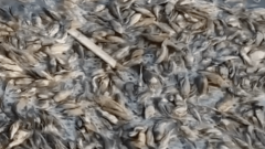 Dead fish fill vanishing river as drought grips Indonesia