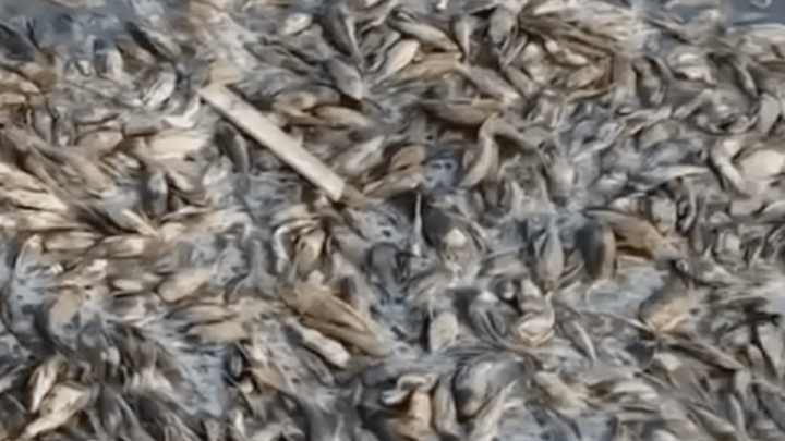 Dead fish fill vanishing river as drought grips Indonesia