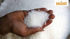 Sugar rush leaves packaged-food makers with bitter choices