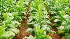 Govt Defers Decision on New Tobacco Prices