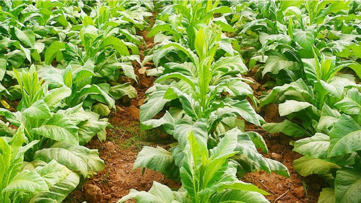 Govt Defers Decision on New Tobacco Prices