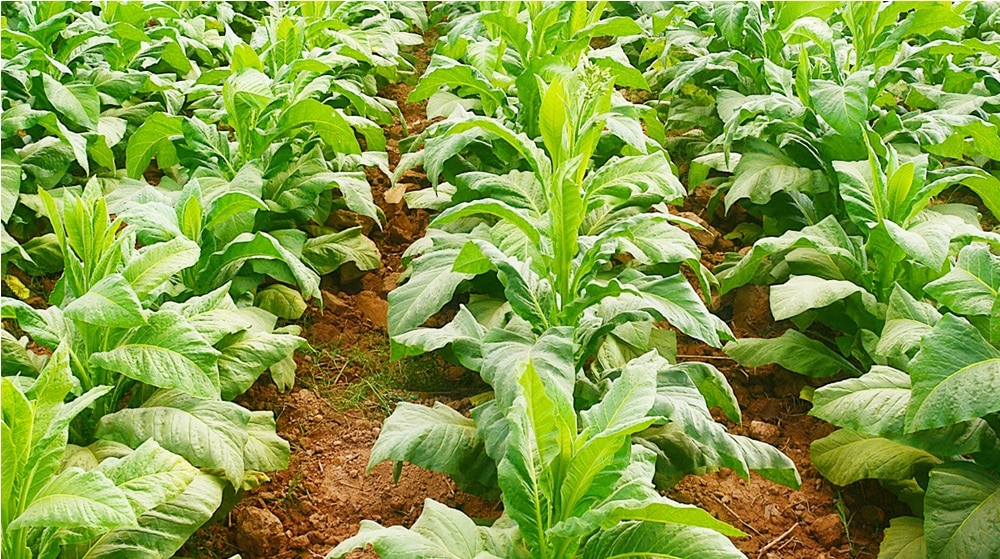 Govt Defers Decision on New Tobacco Prices