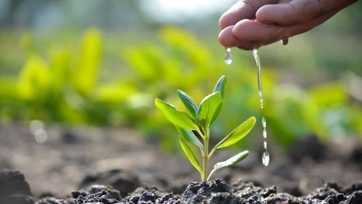 KP Plants 1.36 Million Saplings to Mark Defence Day