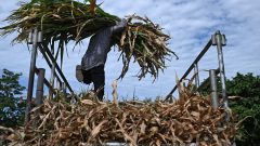El Nino: A phenomenon supercharged by climate change