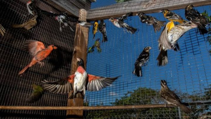 Sindh Bans Bird Trapping Nets For 90 Days