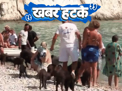 खबर हटके- ग्रीस में सूअरों के साथ तैरने का ट्रेंड: चीन के लिए जासूसी करेगी ‘मछली’; कबाड़ से बना दी टेस्ला की साइबरट्रक2:01Play video