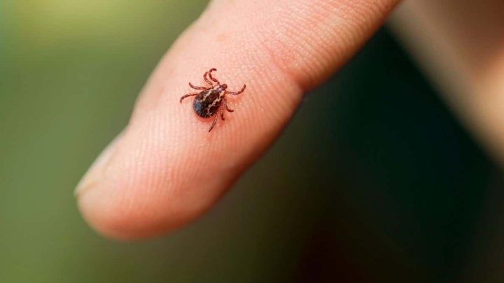 New Tick-Borne Virus Causing Flu-Like Illness Discovered in China