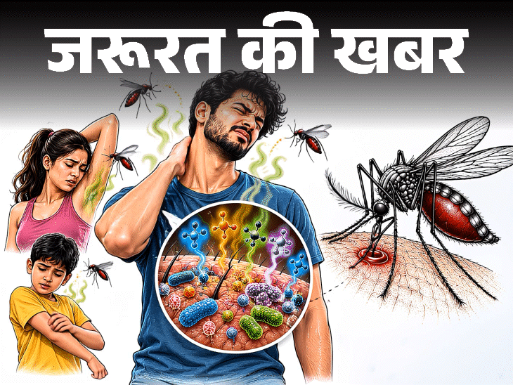 जरूरत की खबर- क्या मच्छर आपको ज्यादा काटते हैं: समझें इसका साइंस, किन चीजों से आकर्षित होते मच्छर, बचाव के 7 आसान टिप्स1:33Play video