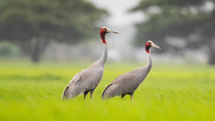 KP to Allow Live Capture of Rare Endangered Bird Species for 2026 Season