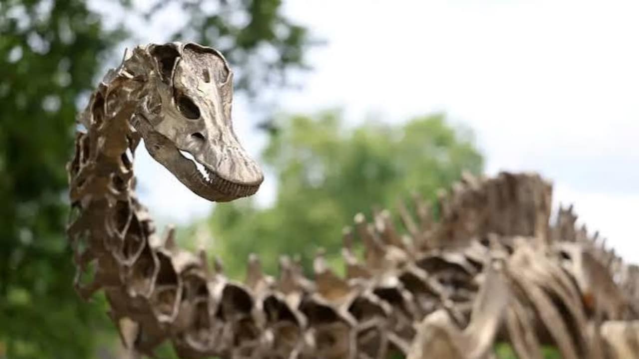 150-Million-Year-Old Fossils Point to Diplodocus in Europe