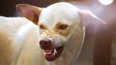 7-Year-Old Girl Dies After Getting Mauled by a Stray Dog in Hyderabad