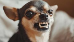 Sindh Takes Action After Rising Deaths Due to Dog Bites