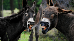 ECC Allows Donkey Exports from Gwadar Under Strict Conditions
