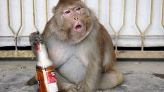 Alcoholic Monkey Breaks Into Liquor Shop in India
