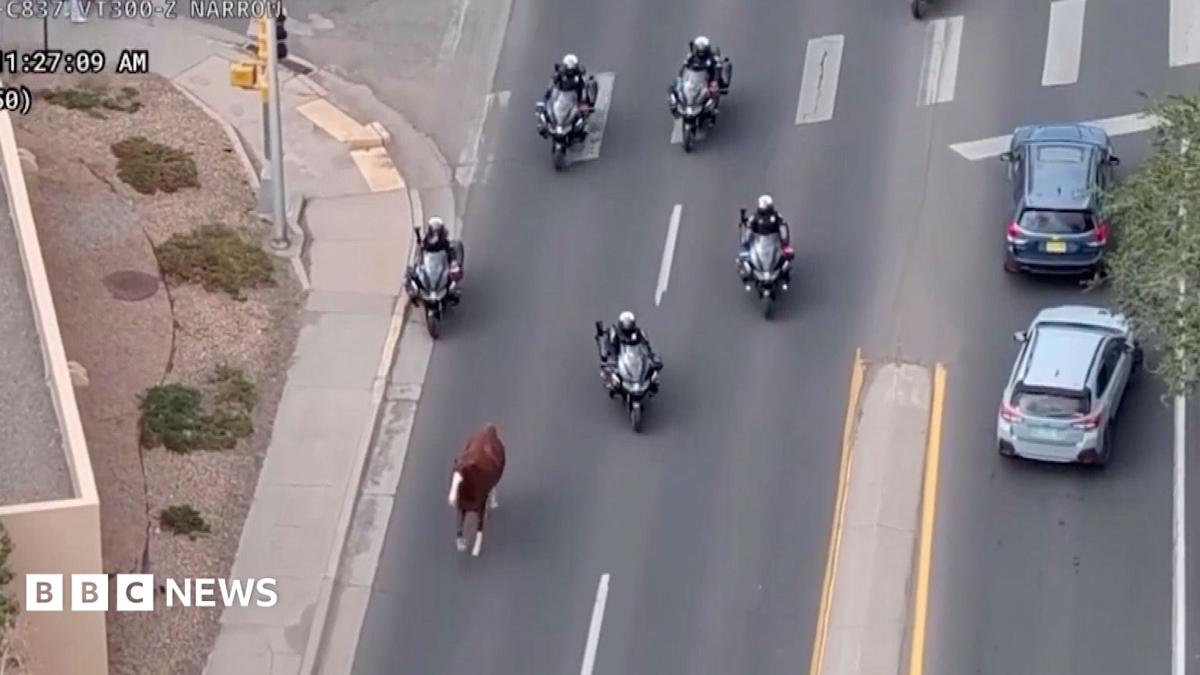 Runaway horse captured by police on motorbikes