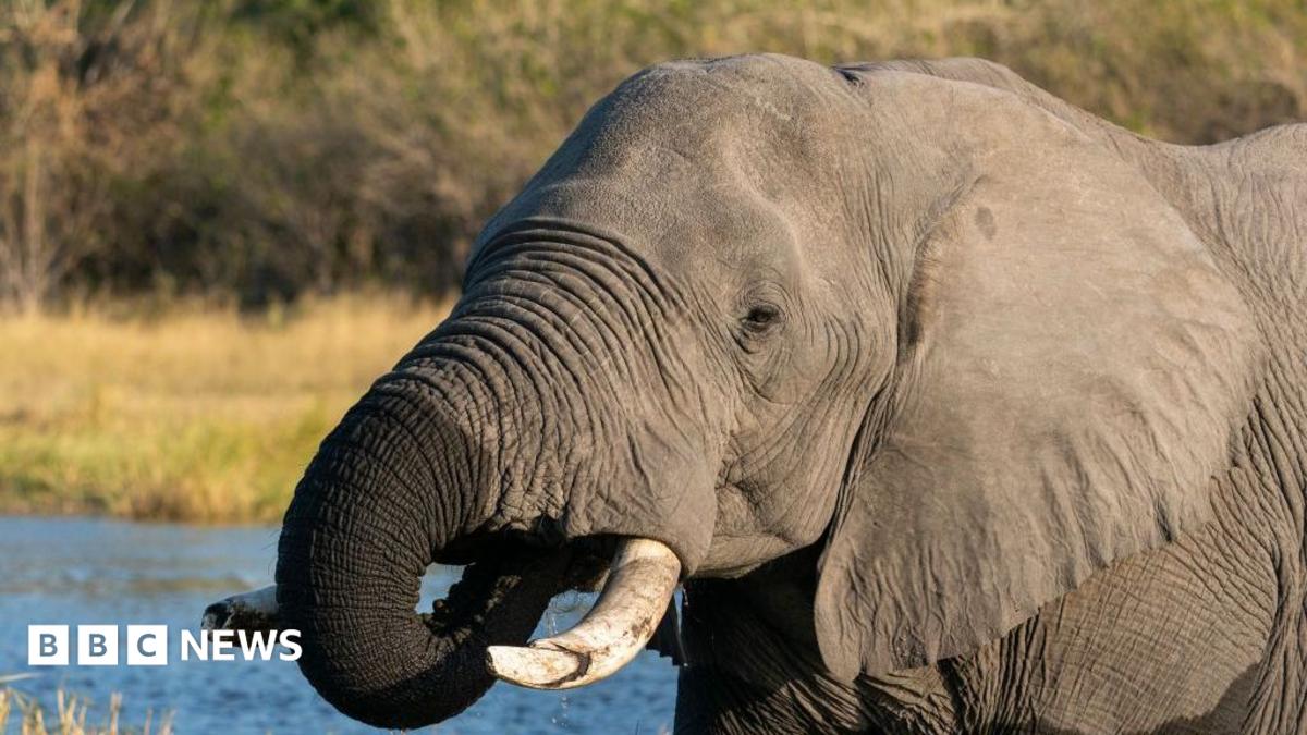 Botswana condemned for slaughtering elephants for independence celebrations