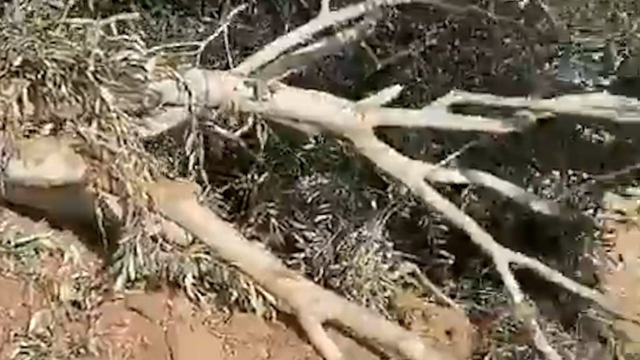Palestinian farmers inspect olive trees bulldozed by Israeli forces