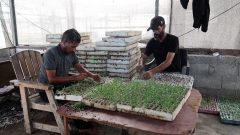 Gaza farmers restore seed bank to preserve local crops