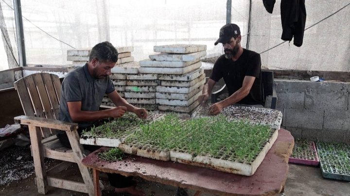 Gaza farmers restore seed bank to preserve local crops