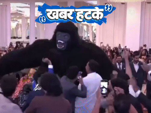खबर हटके- पाकिस्तानी शादियों में नाच रहे गोरिल्ला: कुत्ते घुमाकर रोज ₹50 हजार की कमाई; स्कूल में मेथी की सब्जी लाने पर जुर्माना1:35Play video