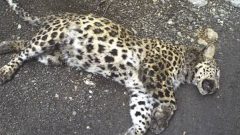 Wildlife Department Captures Leopard After Livestock Attacks