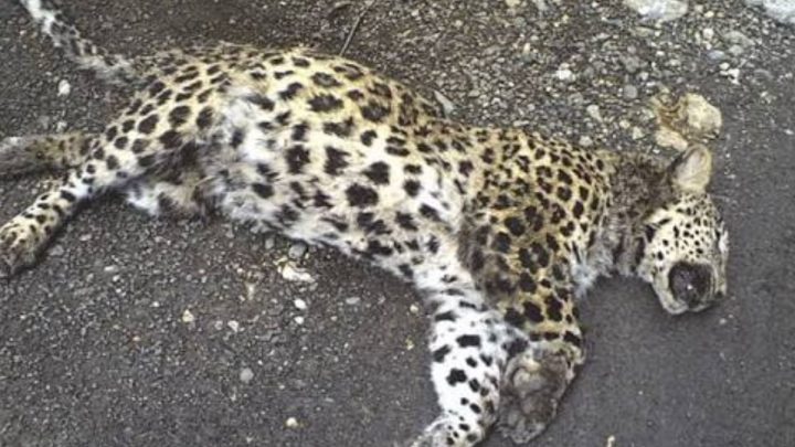 Wildlife Department Captures Leopard After Livestock Attacks