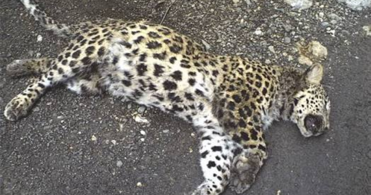 Wildlife Department Captures Leopard After Livestock Attacks