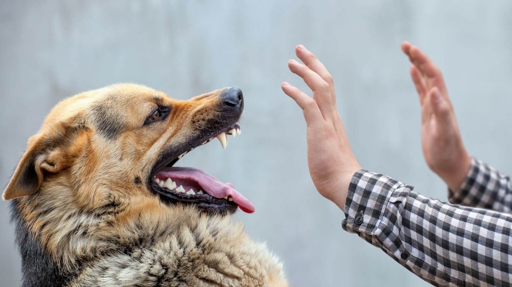 Sindh Reports 2 Lac Cases of Dog Bites in 2026