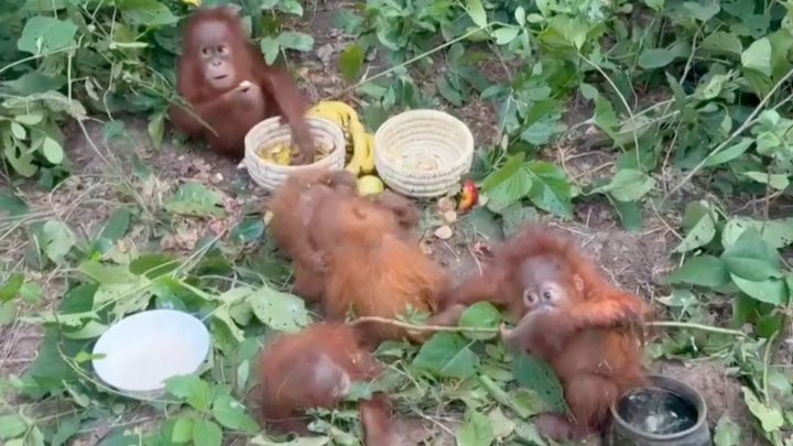 Authorities in India rescue baby orangutans dumped in forest