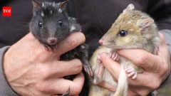 Australia's endangered eastern quolls breed again after 60 years off mainland