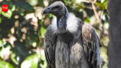 IndiaAs vultures disappear, minister calls for 'safe zones'